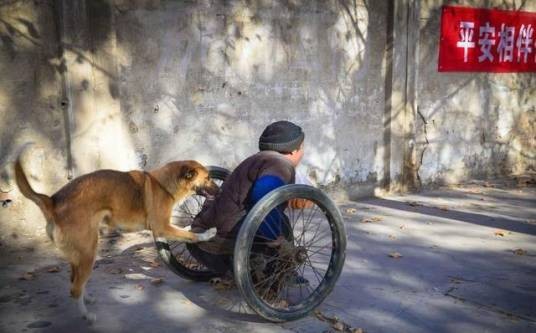 河南版忠犬