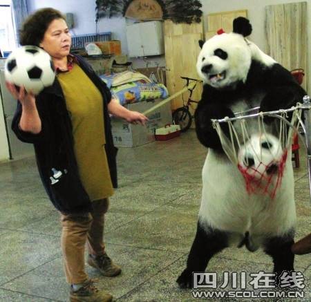 英英（大熊猫杂技演员）