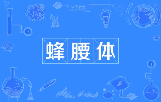 蜂腰体