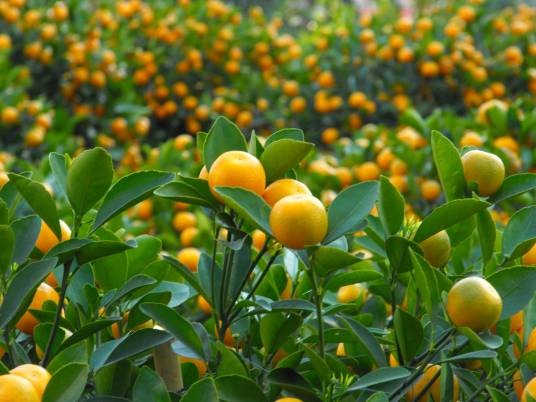 金橘(芸香科金橘属植物)