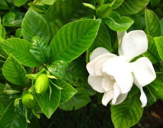 枙子花
