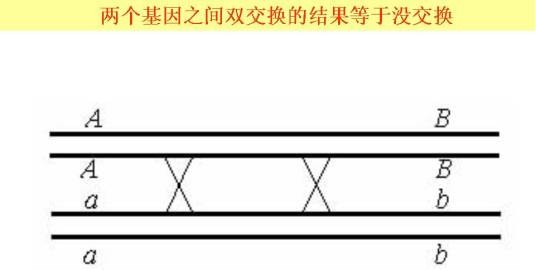 双交换