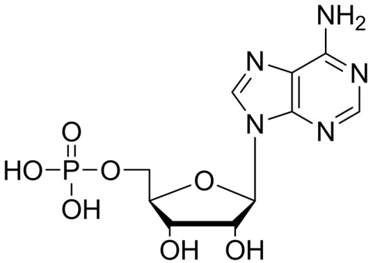 单磷酸腺苷