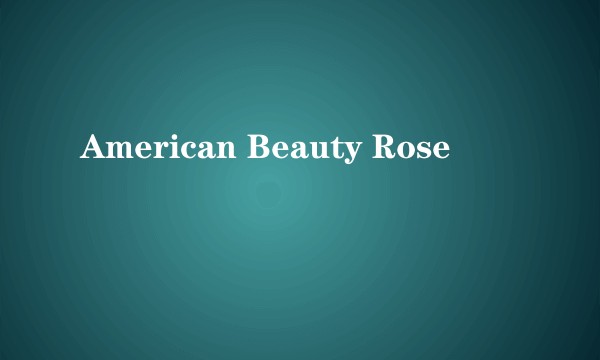 American Beauty Rose
