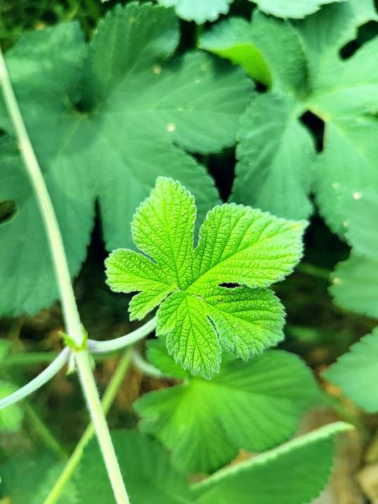 葎草(大麻科葎草属植物)