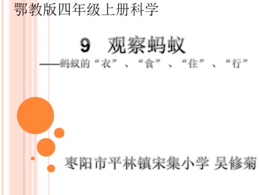 观察蚂蚁