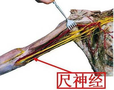 尺神经