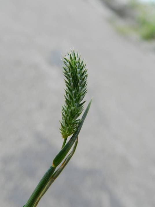 梯牧草