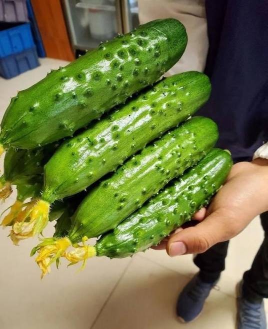 旺嘉欣兰