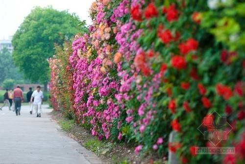 藤本花