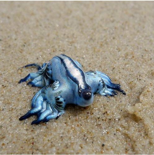 海蛞蝓（腹足纲后鳃目海兔螺属动物）