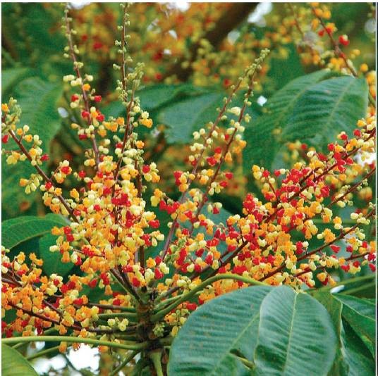 家麻树（锦葵科苹婆属植物）