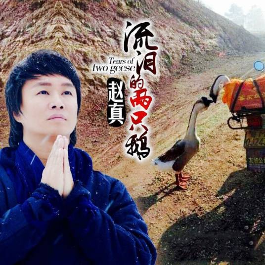 流泪的两只鹅（赵真演唱的歌曲）