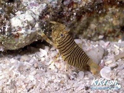 海蜜蜂虾