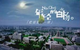 校园里有一排年轻的白杨