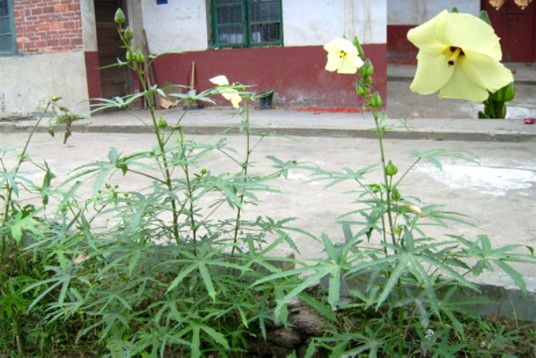 黄蜀葵根（中药材）