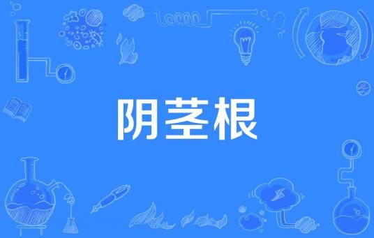 阴茎根