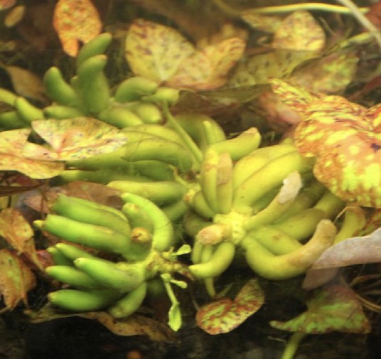 香蕉草
