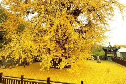 千年银杏树（陕西西安罗汉洞村观音禅寺内千年银杏树）