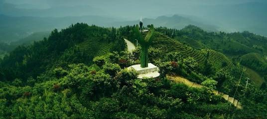 小叶茶