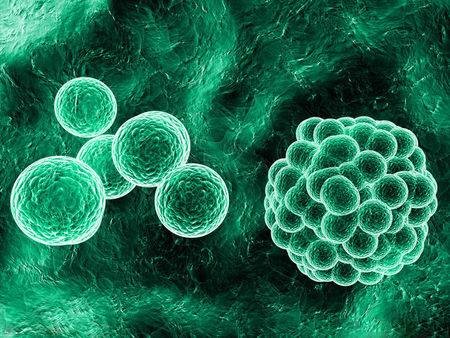 干细胞科学网