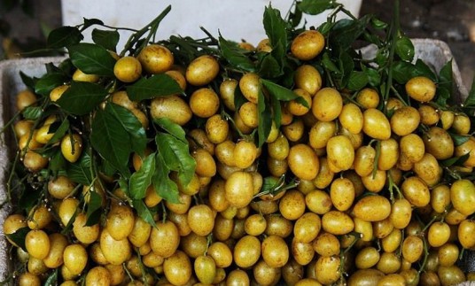 小黄皮(芸香科黄皮属植物)