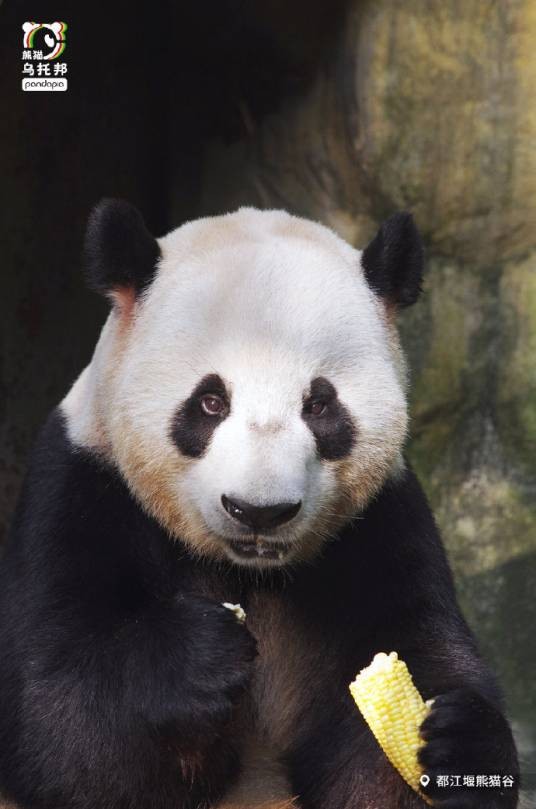双好