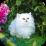 猫花酷壁纸