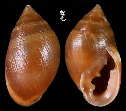 椎实螺