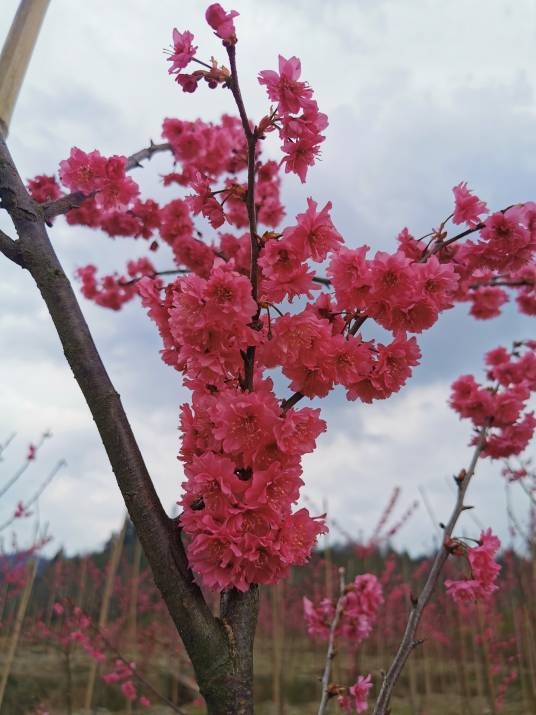 红花高盆樱