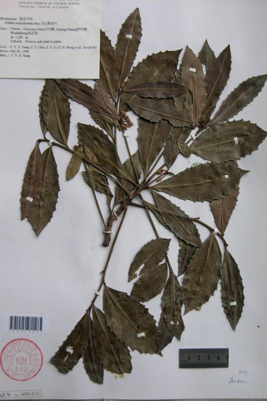 狗骨头（报春花科紫金牛属植物）