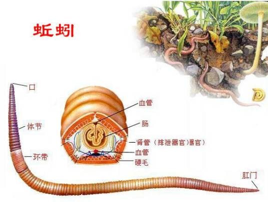 环节动物