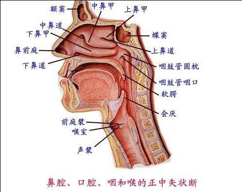 假声