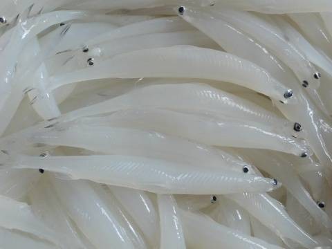 巢湖银鱼