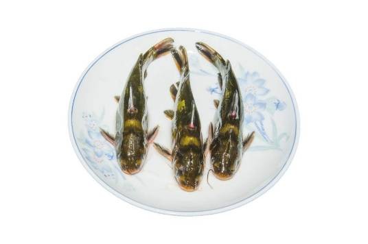 涨渡湖黄颡鱼