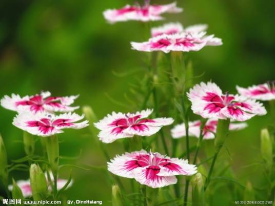 竹节花
