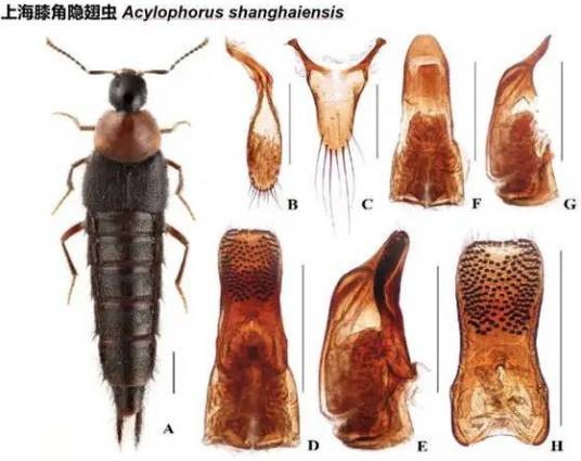 上海膝角隐翅虫