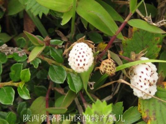 瓢儿