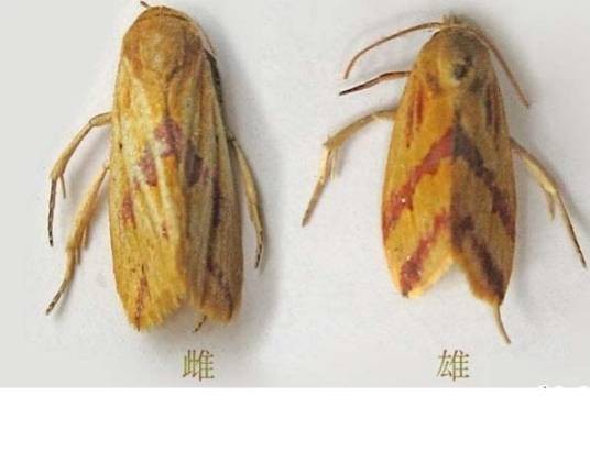 稻螟蛉