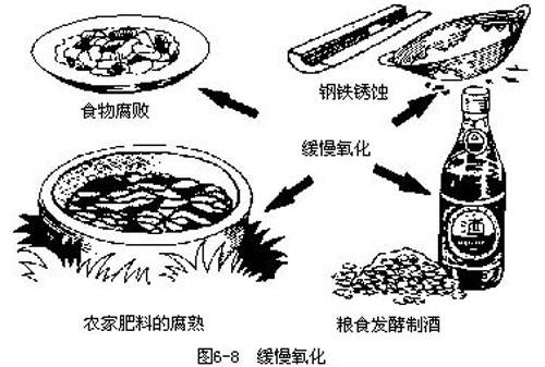 缓慢氧化