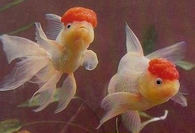 红头帽子