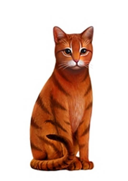 叶星（小说《猫武士》中登场的角色）