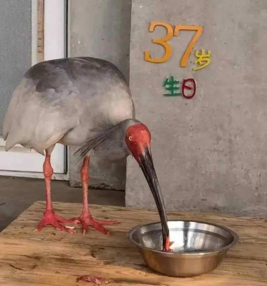 平平(世界上人工饲养的最长寿朱鹮)