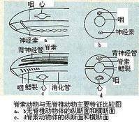 脊索动物门
