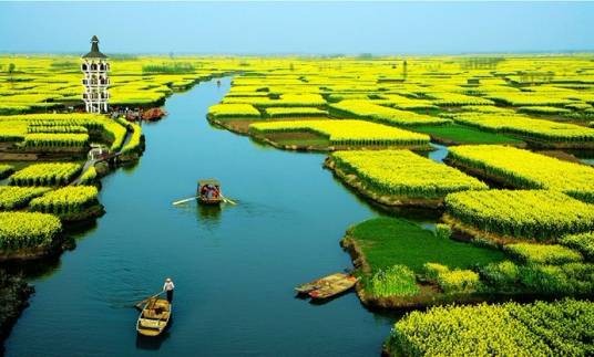 千岛菜花景区