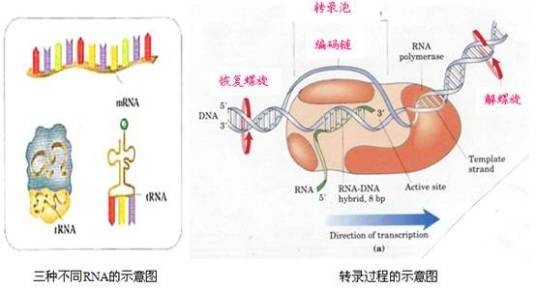 核糖体间隔基因分析