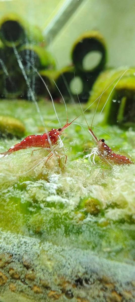 海水观赏虾
