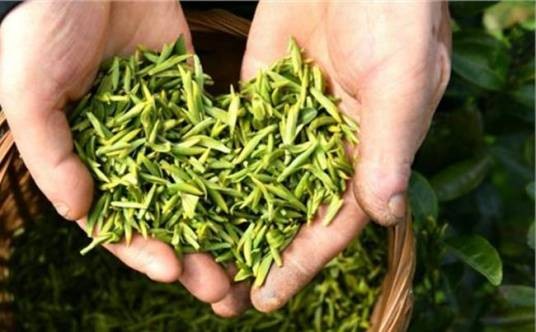 乌牛茶