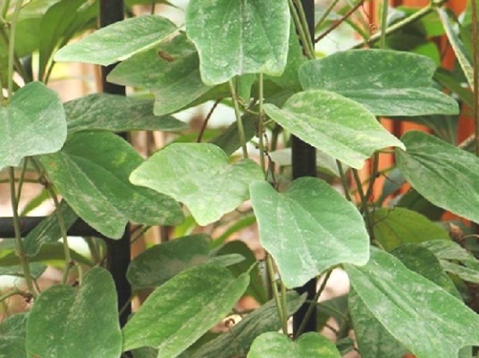 对叉疔药（中药）