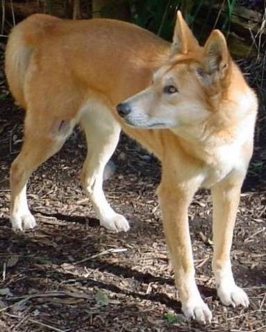 塞巴英努犬